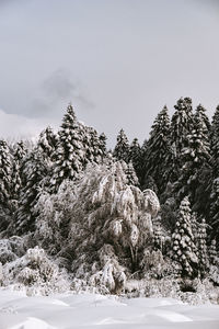 Snow covered pine trees against sky