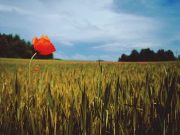 Scenic view of poppy field against sky