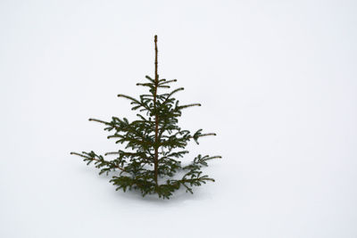 Close-up of pine tree against white background