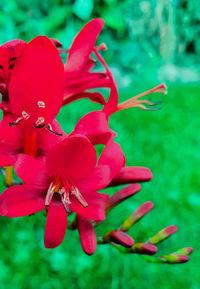 Close-up of pink flowering plant