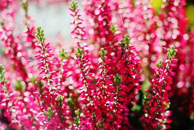 Close-up of pink flowers blooming on tree