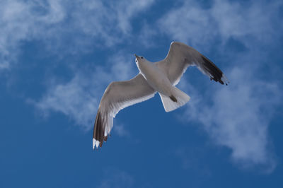 Low angle view of seagull flying against sky