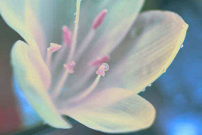 Macro shot of white pink flowering plant
