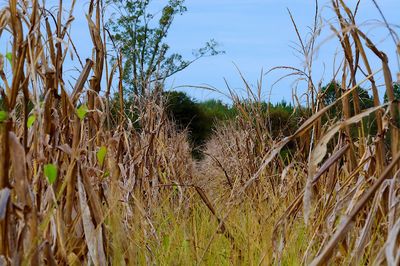 Plants growing on field against sky