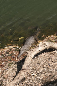 High angle view of turtle in water