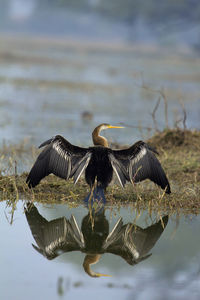 Bird flying over lake