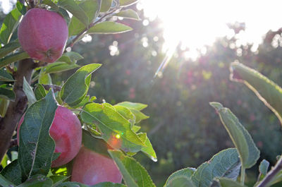 Close-up of fruit growing on tree