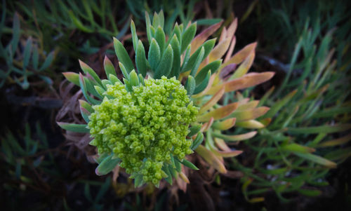 Close-up of flower