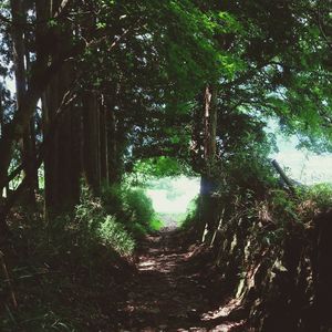 Footpath passing through forest