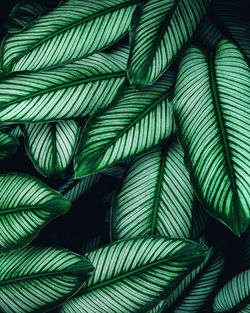 Full frame shot of palm leaves