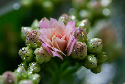 Close-up of pink flowering plant