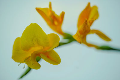 Close-up of yellow flower against white background