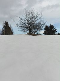 Bare trees on snow covered landscape