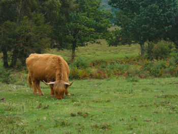 Sheep grazing in a field