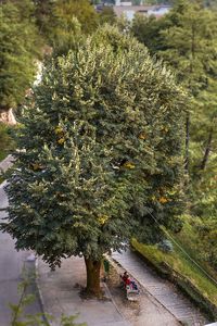 High angle view of trees growing outdoors