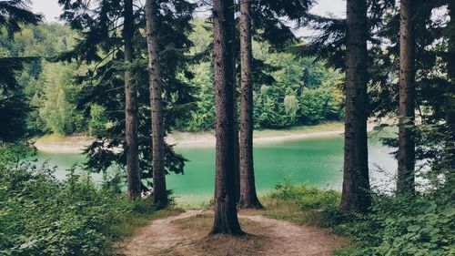 Trees by lake in forest