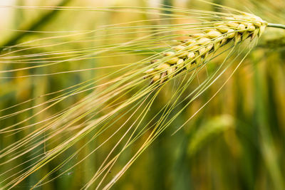 Close-up of wheat growing on field