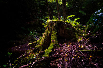 Trees growing in forest