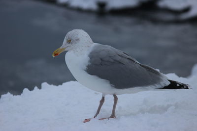 Close-up of seagull on snow