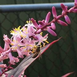 Close-up of pink flowers