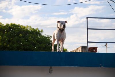 Portrait of dog standing against sky
