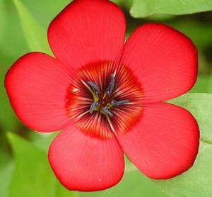 Close-up of pink flower