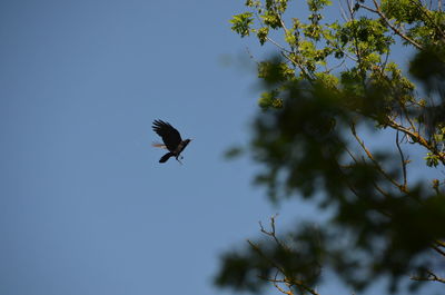 Low angle view of bird flying in sky