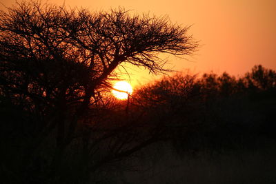 Close-up of silhouette trees against sky during sunset