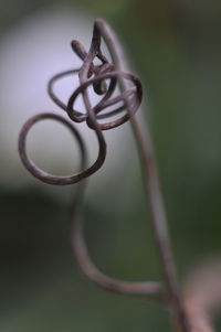 Close-up of metal plant