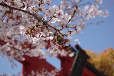 Close-up of cherry blossoms in spring