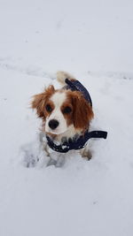 Portrait of dog sitting on snow field