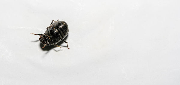 High angle view of fly on white background