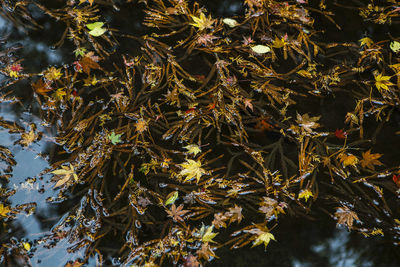 Full frame shot of autumnal leaves