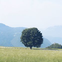 Tree on landscape against clear sky