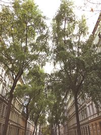 Low angle view of trees