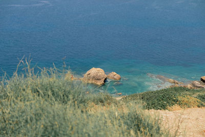 High angle view of an animal on land