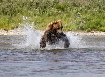 Big brown bear jumps into shallow river to catch salmon