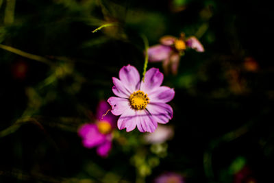 Close-up of pink flower