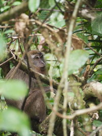 Monkey in a forest