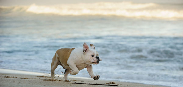 Dog on beach