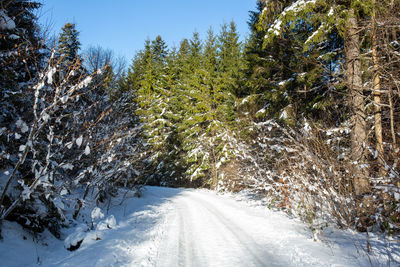 Road amidst trees against sky