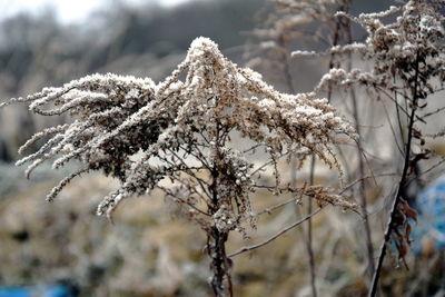 Close-up of frozen tree during winter