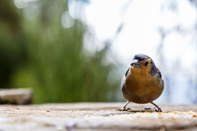 Close-up of bird perching on retaining wall