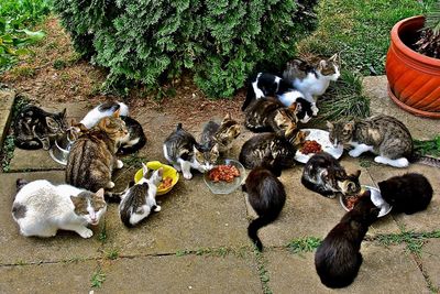 High angle view of birds on tree