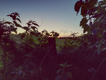 Plants by trees against clear sky