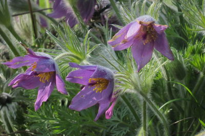 Close-up of purple flowering plant