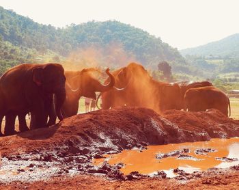 Elephants on landscape