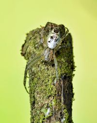 Close-up of insect on tree trunk