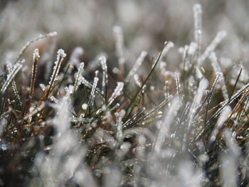 Close-up of frozen plants