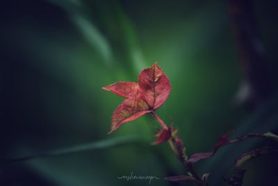 Close-up of red flower against blurred background
